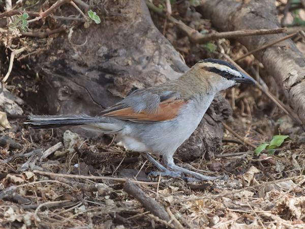 <h3><a href="/trips/tanzania/biota/animalia/chordata/aves/040 passeriformes/036 malaconotidae/tchagra senegalus/tchagra senegalus-nl.html">Tchagra&nbsp;senegalus</a> / Black‑crowned&nbsp;tchagra / Zwartkruintsjagra</h3>OM-1 Mark II met OLYMPUS M.150-400mm F4.5 TC, 1/2000 sec  bij F5.6, ISO 6400, afstand 10.6&nbsp;m